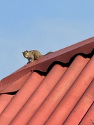 20th Feb 2025 - Squirrel. 