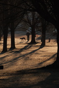 28th Feb 2025 - Morning dog walker 