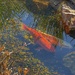 Cold Koi