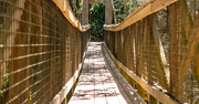 3rd Mar 2025 - Suspension Bridge!