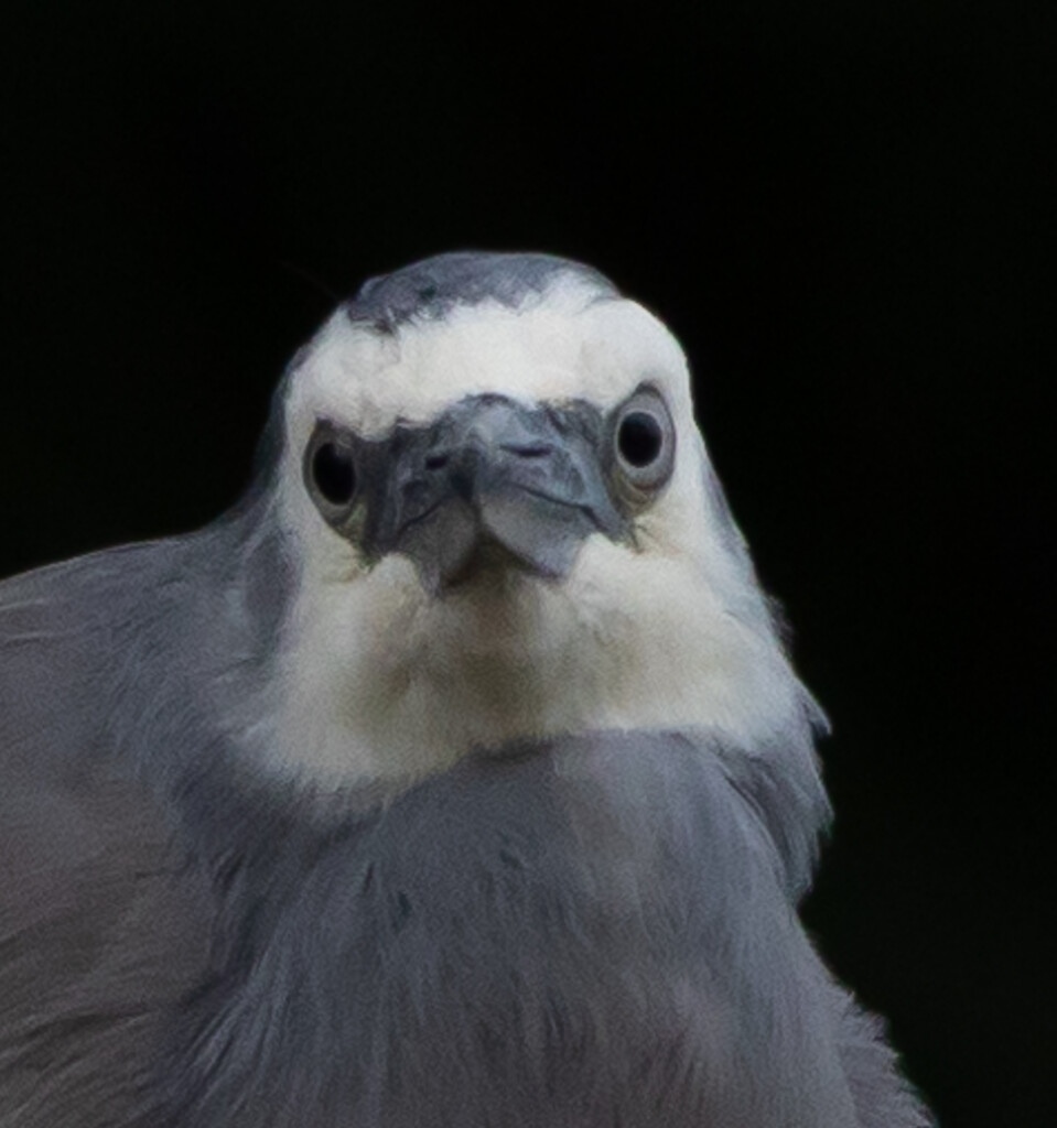 White faced heron eye balling me by creative_shots