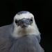 White faced heron eye balling me