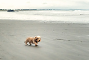 4th Mar 2025 - Beach Walk