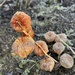 Cool coated physalis by stimuloog