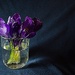Crocuses