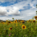  Sunflowers day 4  by ludwigsdiana