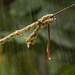 A Knotty Situation by cocokinetic