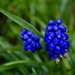 Grape Hyacinth  by wakelys