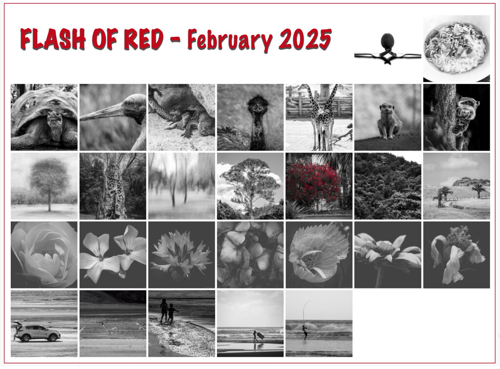 Flash of Red Month by nickspicsnz
