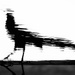 the bird
