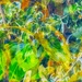 Leafy Green  by rensala