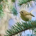 GOLDCREST by markp