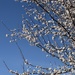 Blossom time by thistle_01
