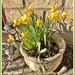 I Might be a Little Daff.  (Poem)