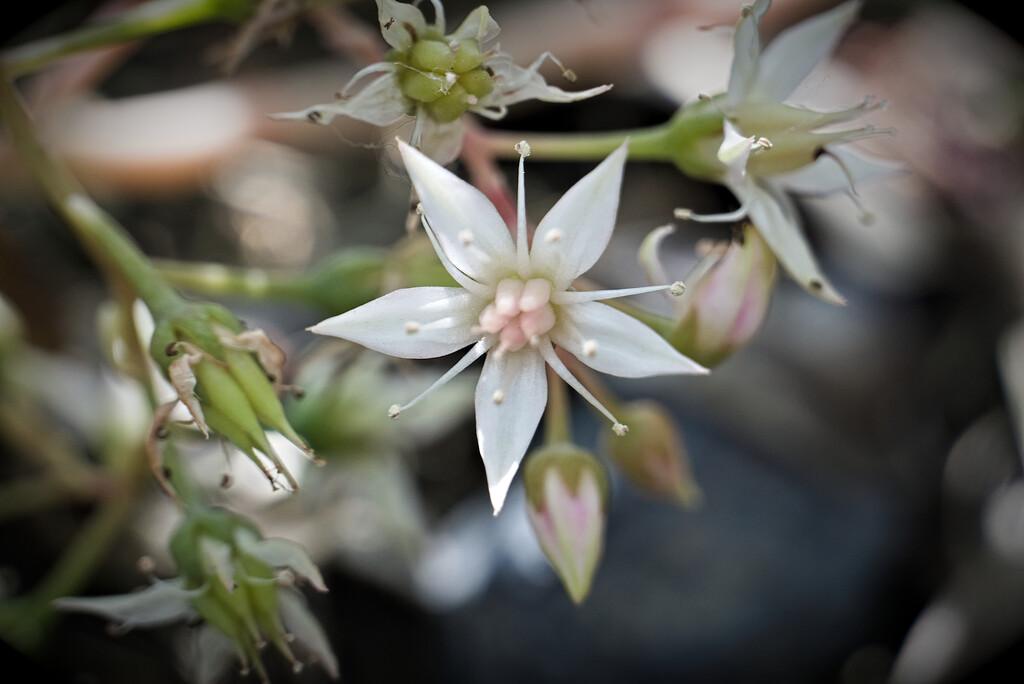 Succulent Success  by photohoot