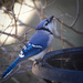 Blue by berelaxed