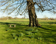 4th Mar 2025 - Rainbow green