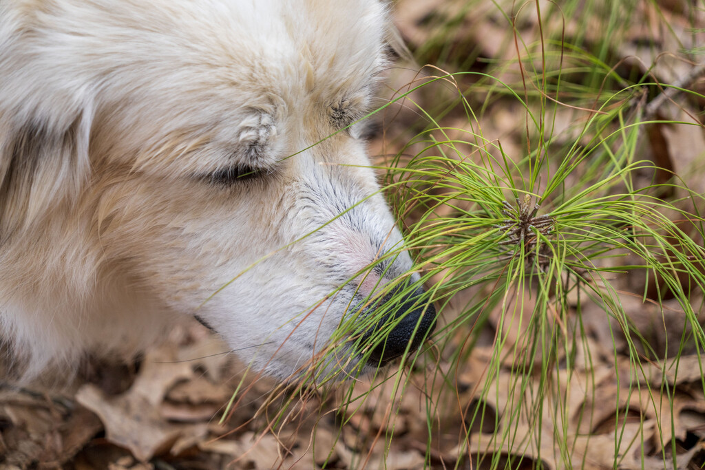 The Nose by kvphoto