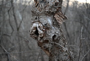 4th Mar 2025 - Gnarly tree