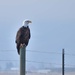 American Bald Eagle