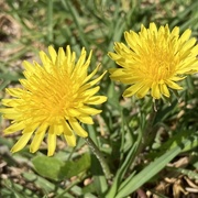 5th Mar 2025 - To Some They are Weeds…
