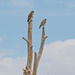 Two Red Shouldered Hawks