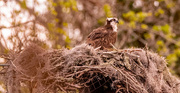 4th Mar 2025 - One of the Osprey's Was There Today!