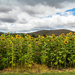 Sunflowers and Cosmos by ludwigsdiana