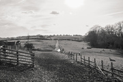 25th Feb 2025 - Fields
