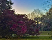 3rd Mar 2025 - Evening at the park with blooming Loropetalam