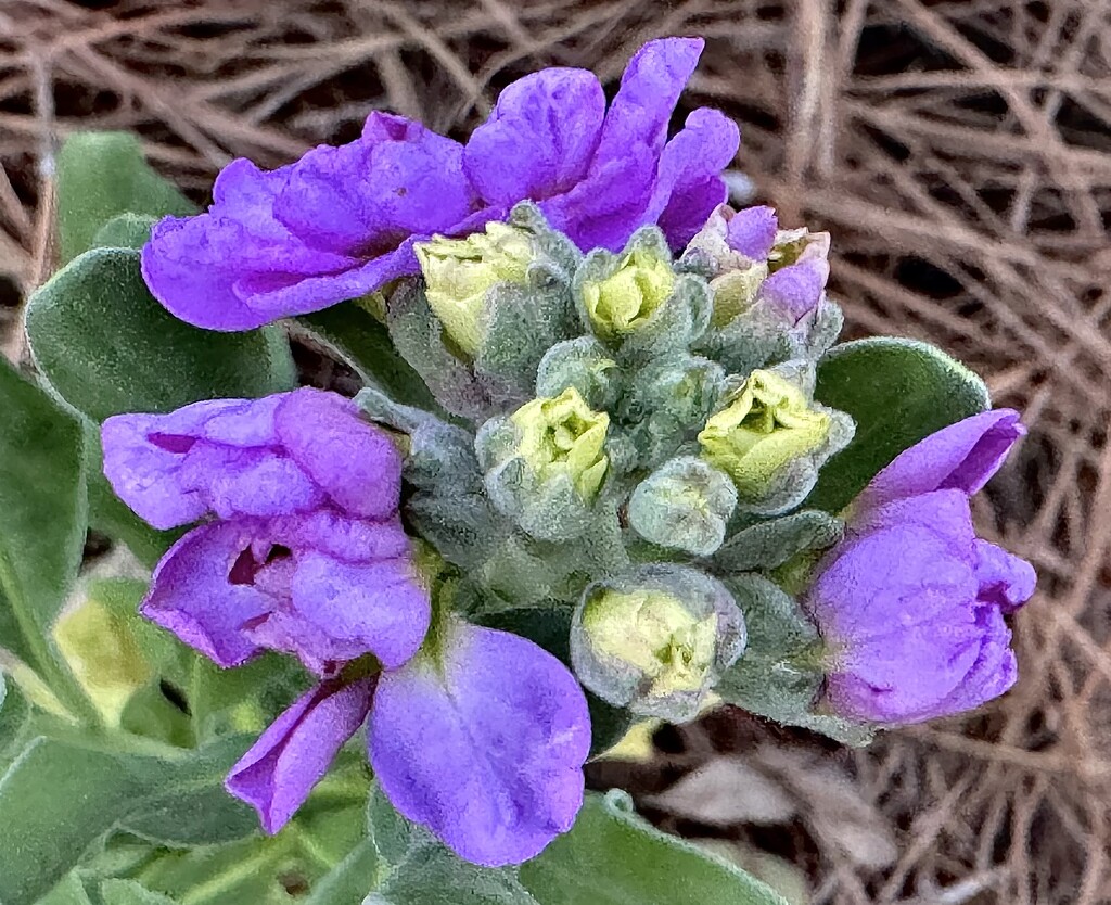 Brampton stock, an early sign of Spring by congaree