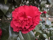 2nd Mar 2025 - Splendid camellia