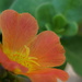 Free Flowers