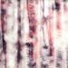 Impressionist tree trunks... by marlboromaam