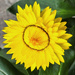 3 3 Straw flower