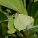 THE GARDEN IS BUZZING TODAY - ONE