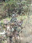 5th Mar 2025 - Garden Sloth in The Rain