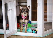 5th Mar 2025 - From Blow Up Dolls to a Cute Pup