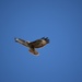 Low Buzzard by dragey74