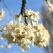 Up close and blooming by lizgooster