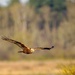 Marsh Harrier.