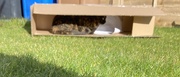 5th Mar 2025 - Cat in a Box 