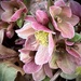 Blooms at Last by calm