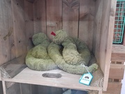 5th Mar 2025 - JellyCats