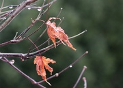 5th Mar 2025 - Winter's End (maybe)