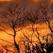 Fiery winter sunset 