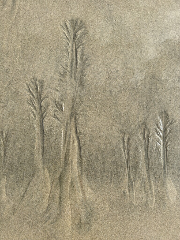 Sand forest by jgpittenger