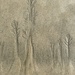 Sand forest