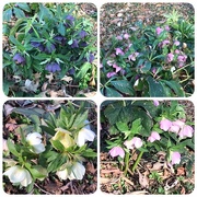 6th Mar 2025 - Lenten Hellebore