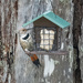 Flicker at the Suet by jgpittenger